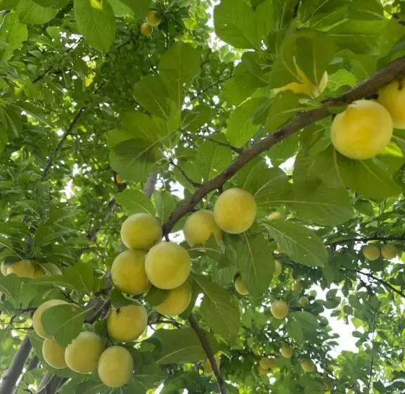 Aamiaismajoitus (B&B) Malamù Bnb Eventi