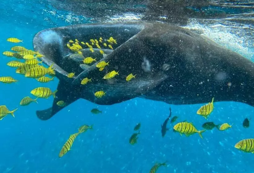ペンション Bau Homestay Raja Ampat Manta Station