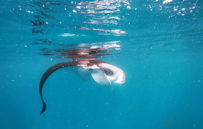 ペンション Bau Homestay Raja Ampat Manta Station