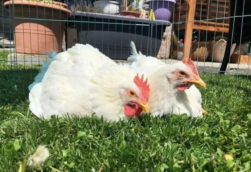 ホテル La Grange  Animal Chic