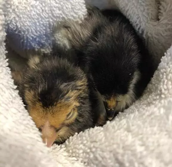 ホテル La Grange  Animal Chic