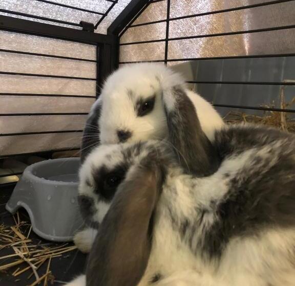 בית מלון כפרי La Grange Animal Chic