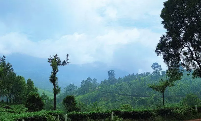 Hotel Gokulam Park Munnar