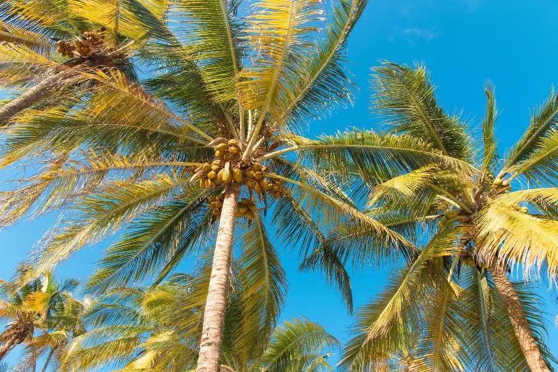 هتل Cristal Resort