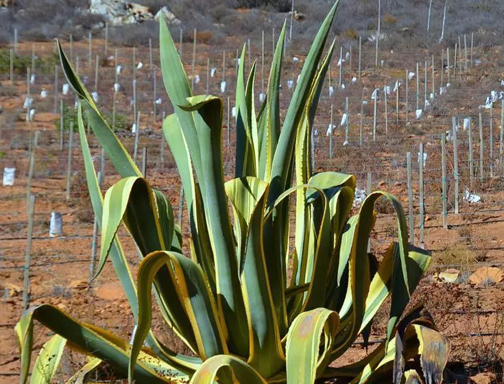 민박 Capital O Casa Encinares