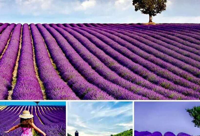 Le Mas Des Quintrands Manosque Motel De Charme