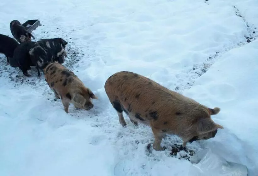 Bed and Breakfast Burnhopeside Hall