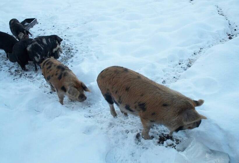 مبيت وإفطار Burnhopeside Hall