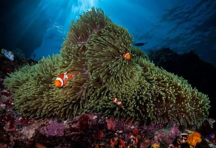 호텔 Siddhartha Oceanfront Resort & Spa Bali