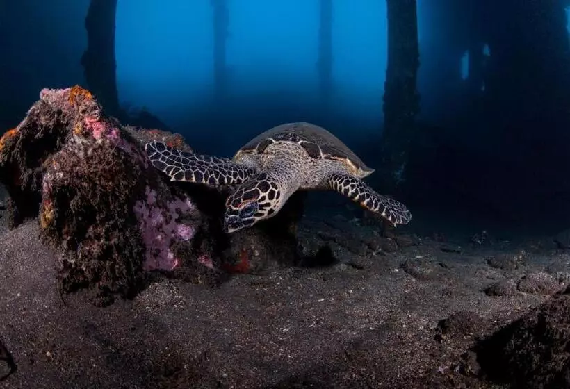 호텔 Siddhartha Oceanfront Resort & Spa Bali