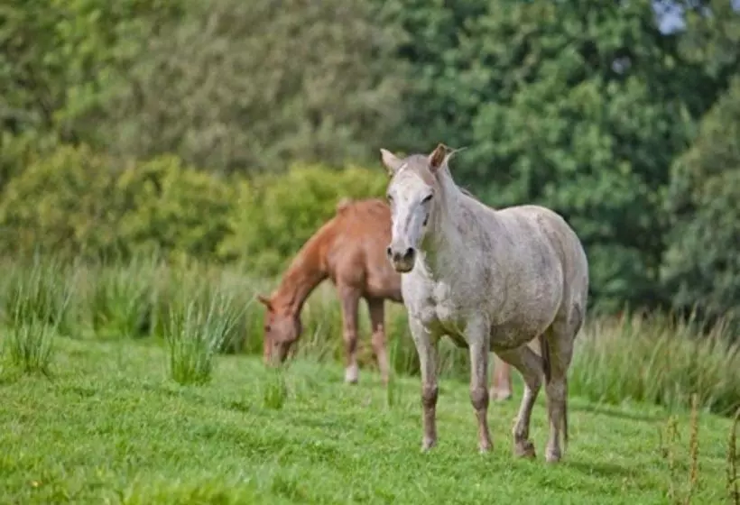Bed and Breakfast Fernside Cottage