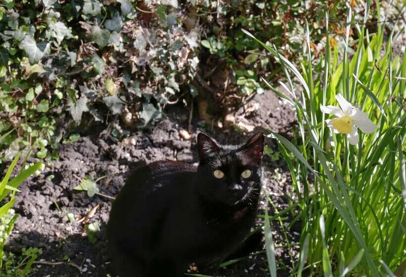 Bed and Breakfast Fitzwarine House Whittington