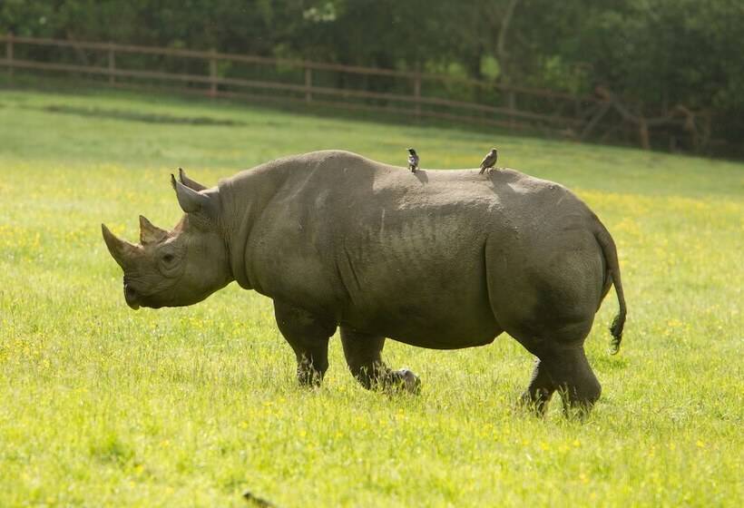 ホテル Port Lympne Mansion
