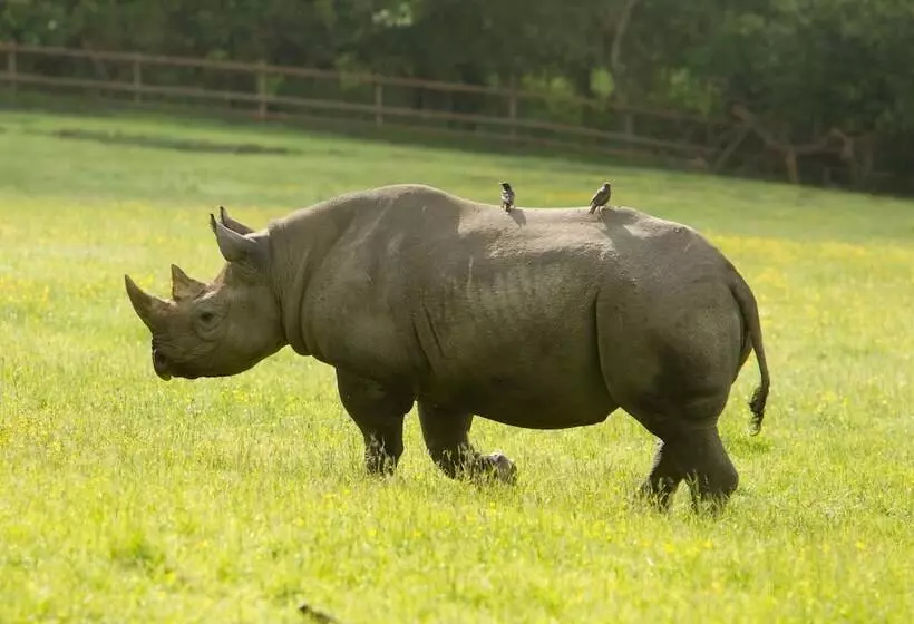 هتل Port Lympne Mansion
