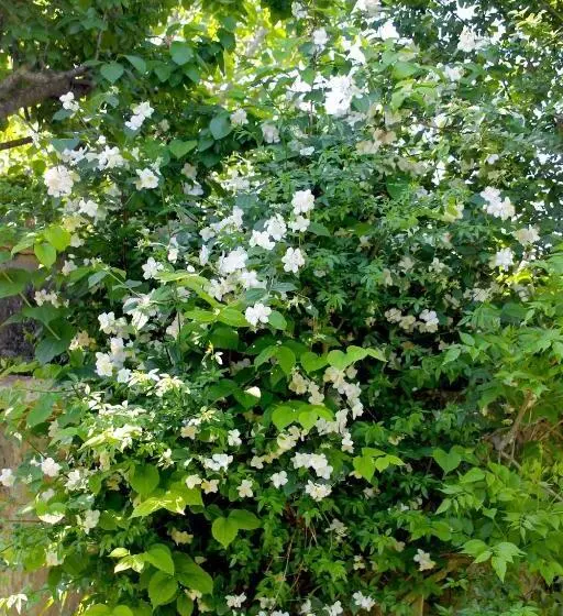 Aamiaismajoitus (B&B) Verdemare