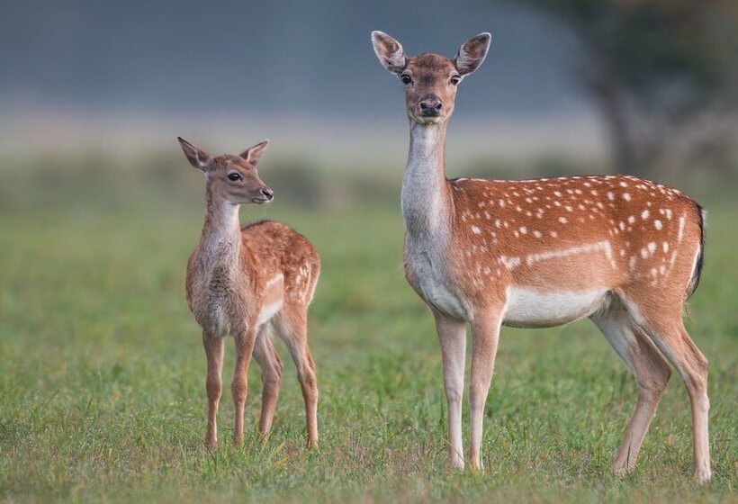 Isola Di Albarella Hotel Capo Nord