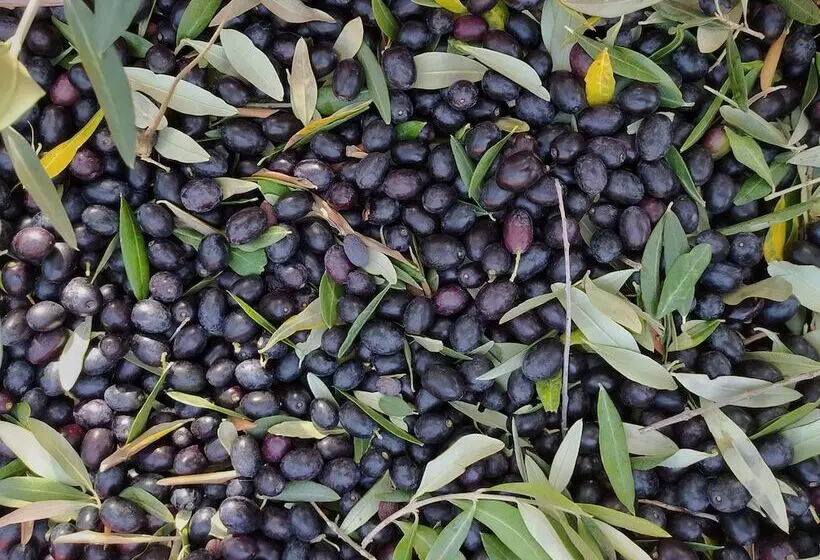 Glamping At An Agriturismo In The Vineyard