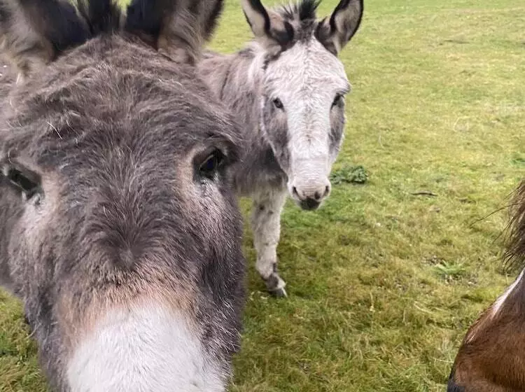 ホテル Heywood Glamping