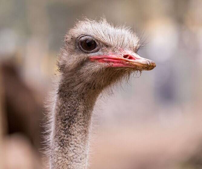 منتجع Natura Fun House & Camping