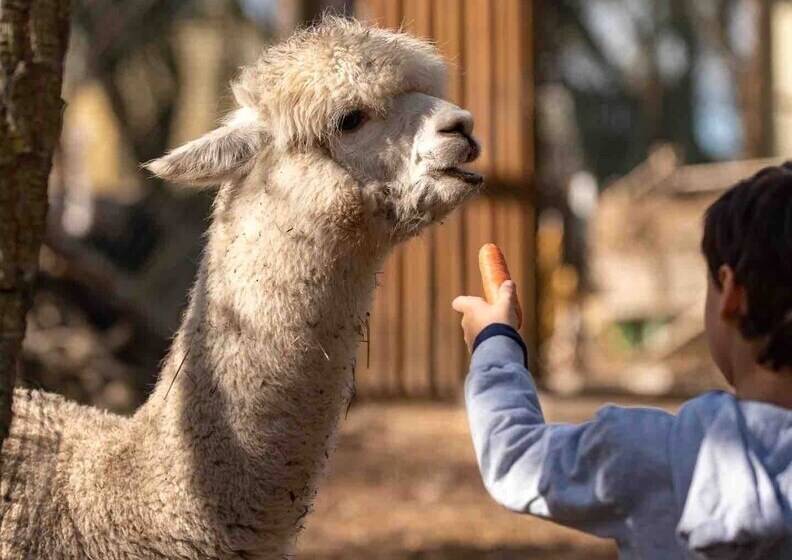 منتجع Natura Fun House & Camping