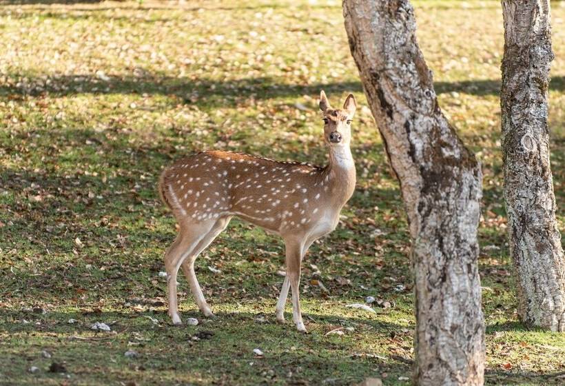منتجع Natura Fun House & Camping