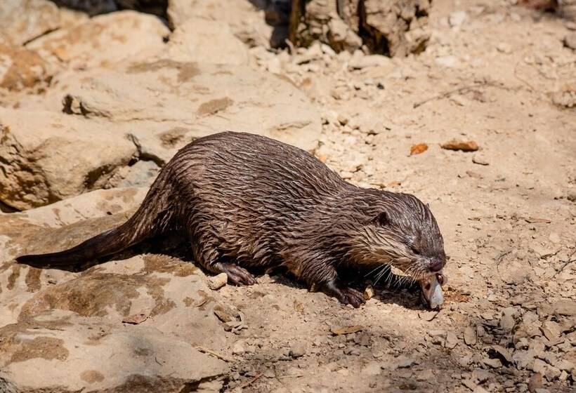 منتجع Natura Fun House & Camping