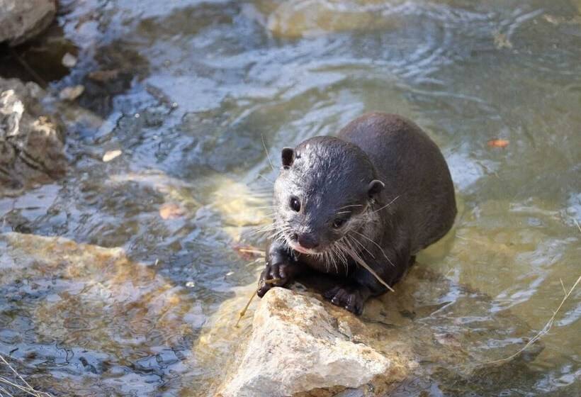 منتجع Natura Fun House & Camping