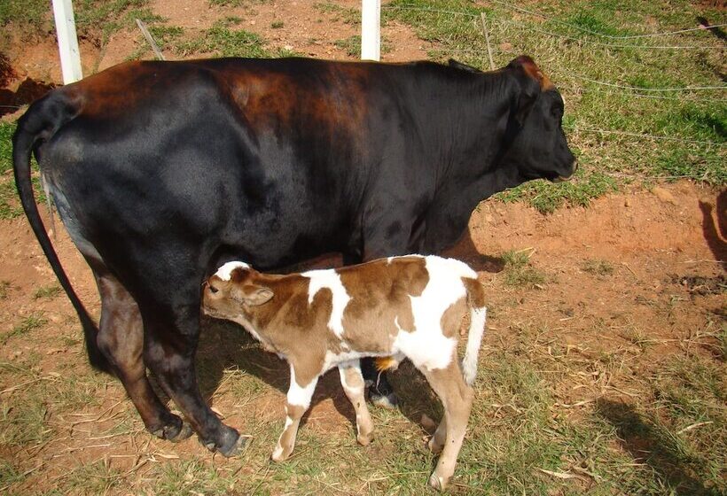 호텔 Refúgio Serra Negra