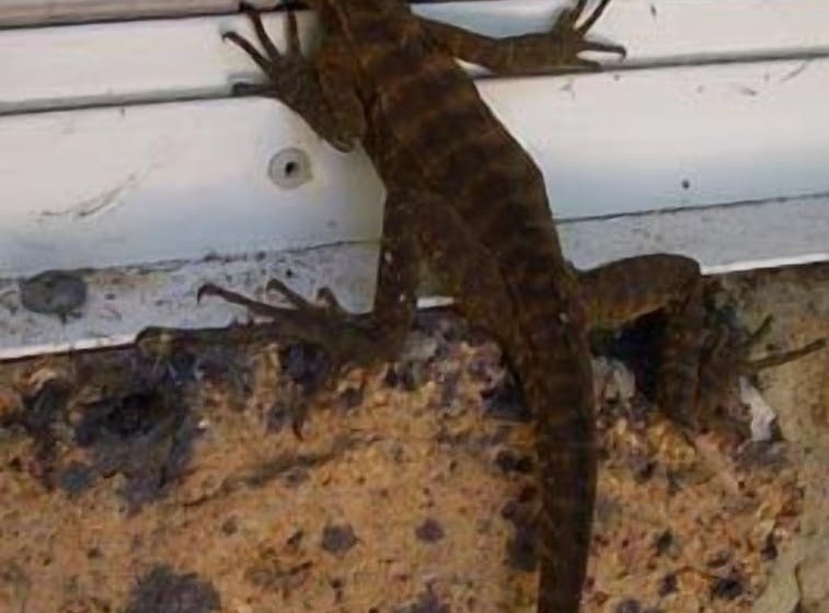 Madison's Mountain Retreat