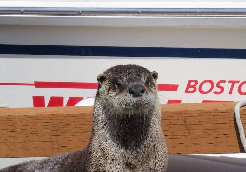 هتل Tofino Swell Lodge