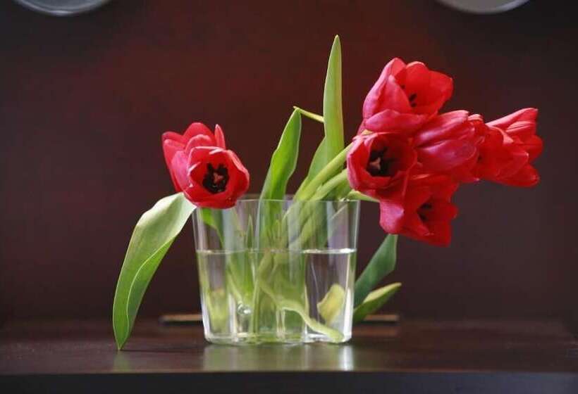 בית מלון כפרי Massimo Mishima