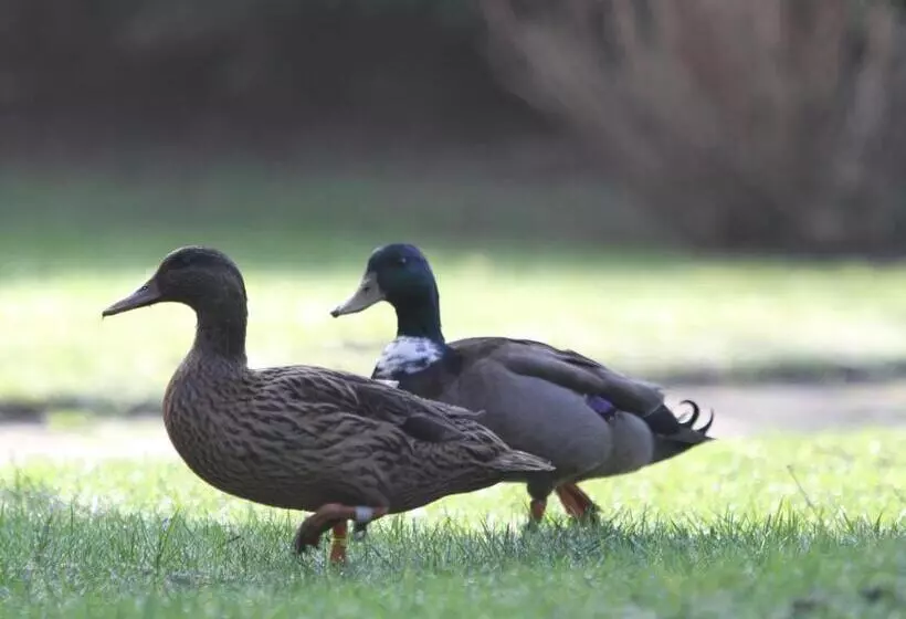 호텔 Hôtel Spa Piscine Le Petit Castel Beuzeville Honfleur