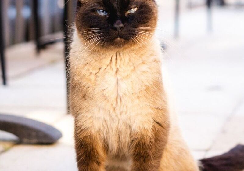 בית מלון כפרי Le Domaine Du Terroir