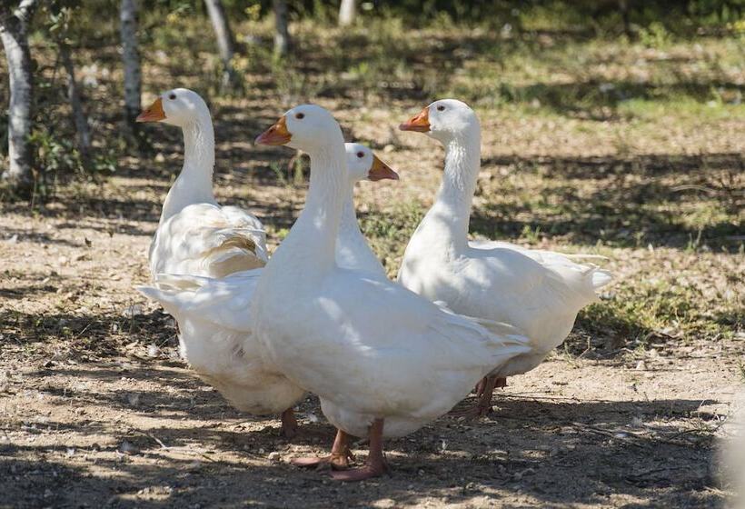 Hotel wiejski Borgo Segine