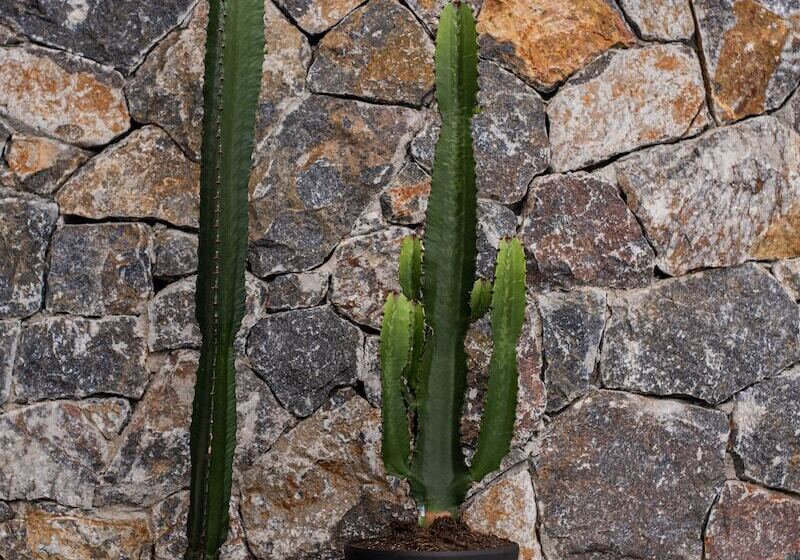 Kaktus Suites Private Pool