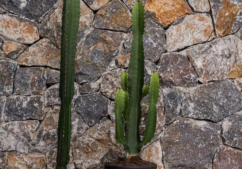 Kaktus Suites Private Pool