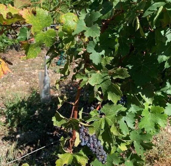 Majatalo Château Papounan