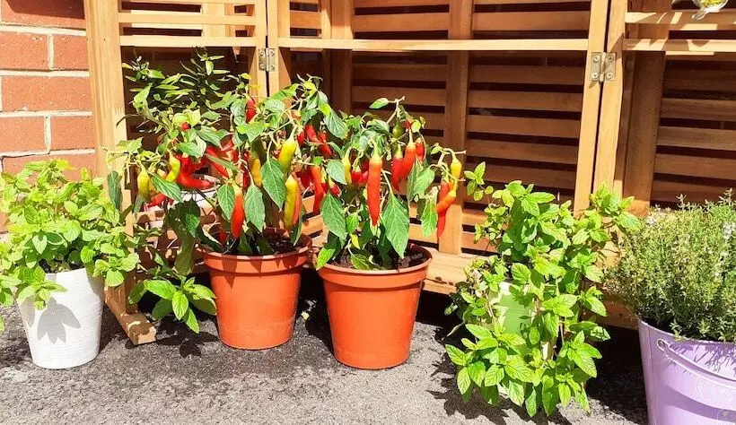 レジデンス Marinaa Inn, Welcome Home