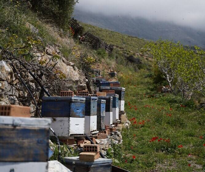 Stella Village   Junior Studio Sea View