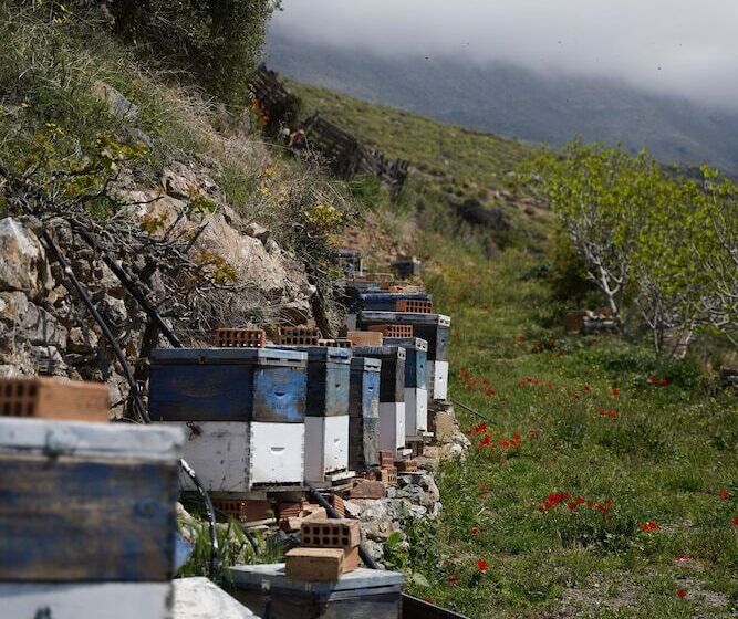 Stella Village   Junior Studio Sea View