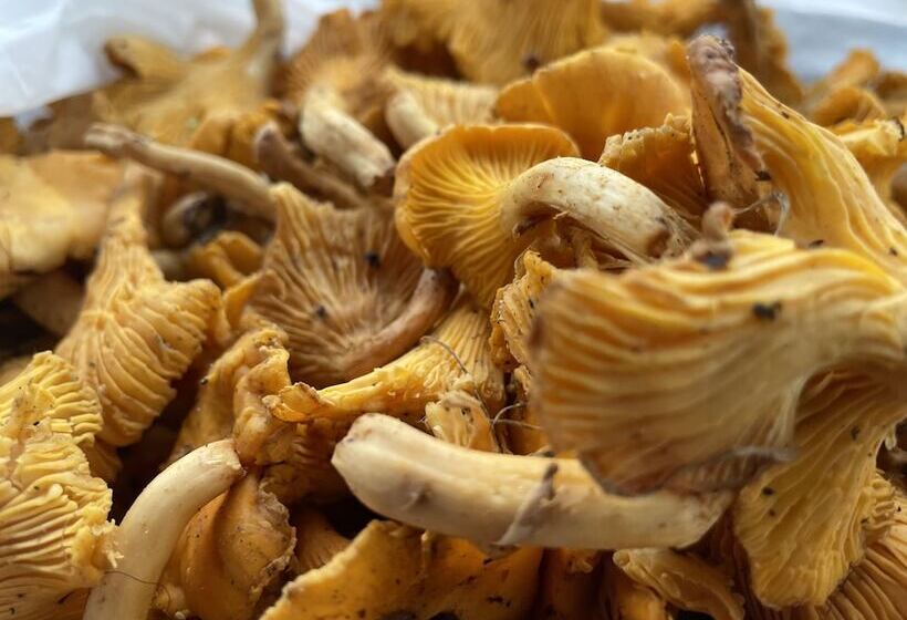 호텔 Lindenhof Chezartistes