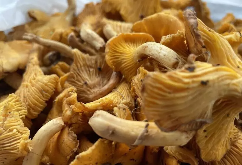 ホテル Lindenhof Chezartistes