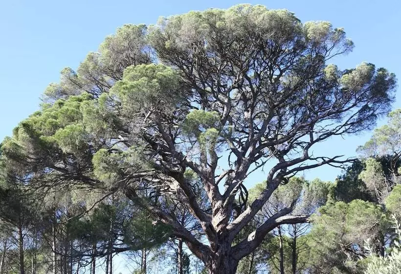 Maaseutuhotelli Casas Do Pinheiro Grande