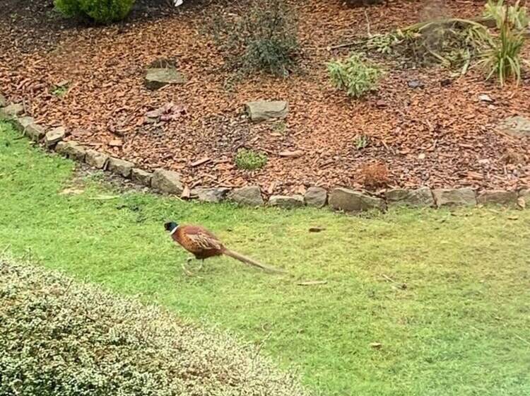 Residenza Beautiful House In The Forest Of Dean Countryside