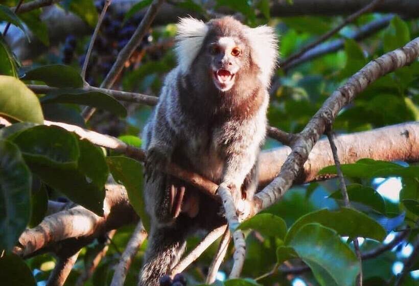 乡村酒店  Fazenda Vila Flor