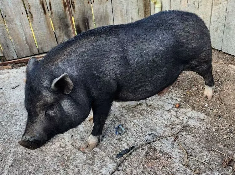 Maaseutuhotelli Hostería Brisas Del Río
