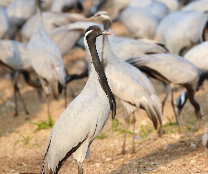 ホテル Zone Palace By The Park Phalodi