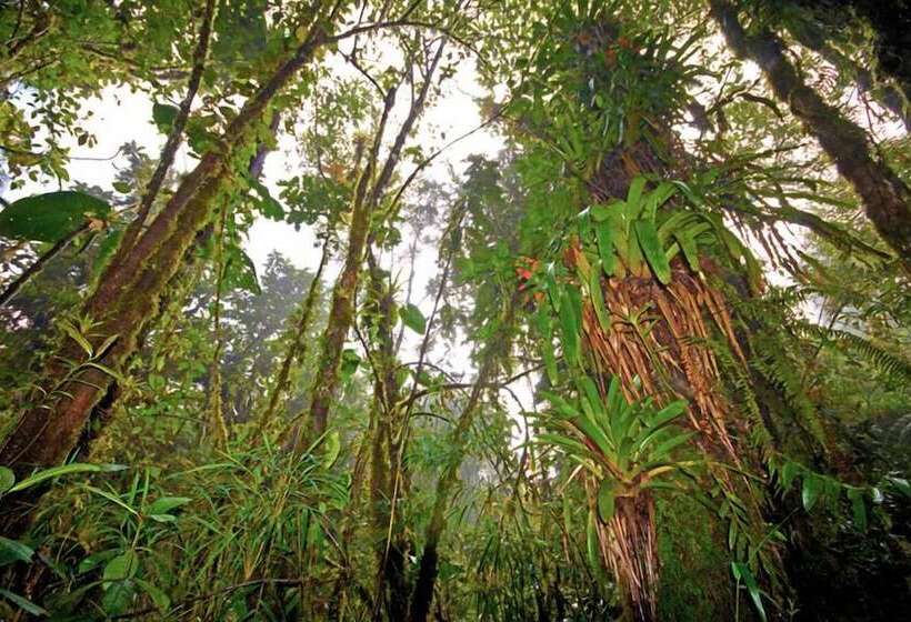 Отель Bomboli Cloud Forest