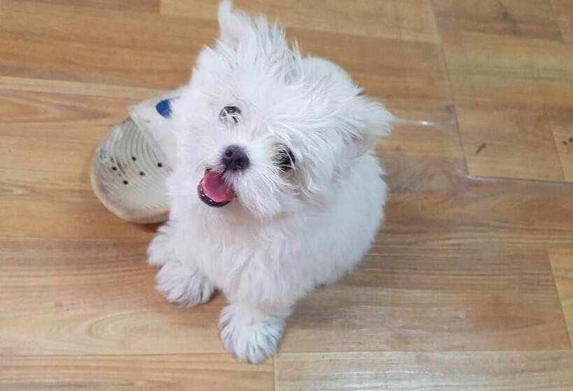 Hongcheon Daebakine Pension