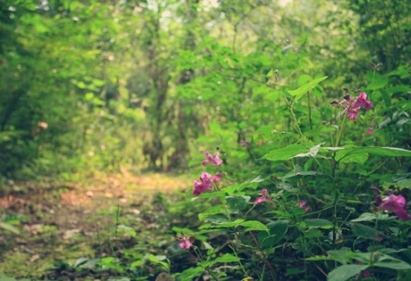 Damyang Maple Pension